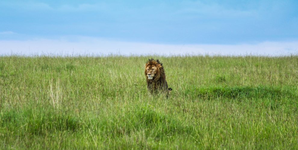 An African High on the Big Five